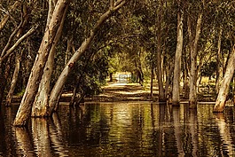 湖,森林,公園