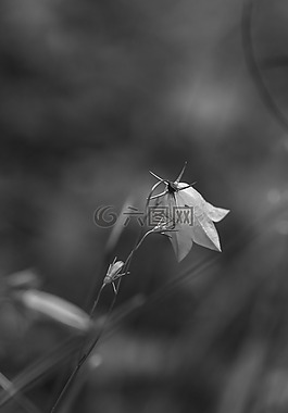 風(fēng)信子,野生花卉,夏天花