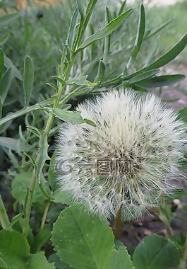 雜草,愿望,蒲公英