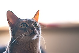 貓,小貓,動物