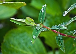 下降,滴,雨