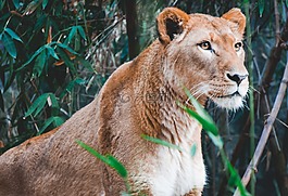 獅子,動(dòng)物,動(dòng)物園