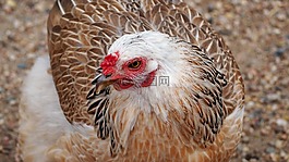 雞,農(nóng)場動物,動物