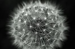蒲公英,光效果,絨毛