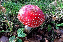蘑菇,有毒,紅色