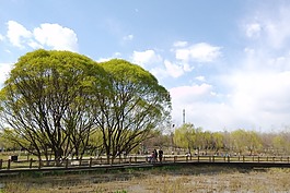 樹,天空,云朵