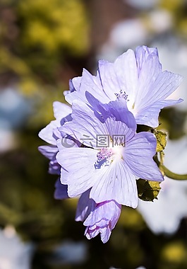 股价上涨,蓝色,蓝stockrose