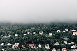 綠色,樹,植物