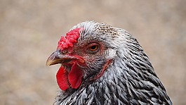 雞,農(nóng)場動物,動物