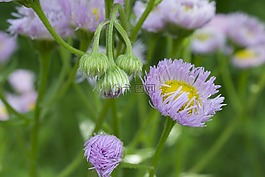 自然,野花,開花