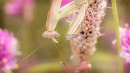 螳螂,昆蟲,自然