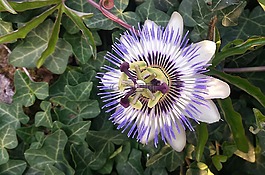 開(kāi)花,水果,美味