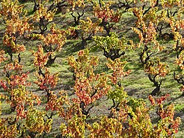 葡萄園,秋,紅葉