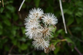花序,植物,植物群
