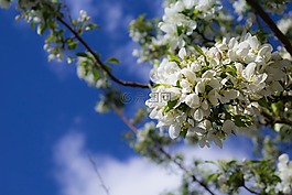 藍(lán)色,天空,云