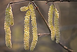 花小貓,黃色,榛子