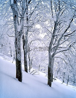 雪,山毛櫸樹林,冷凍的