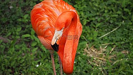 火烈鳥,鳥,粉紅色