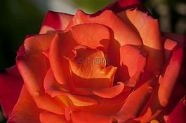 玫瑰,花,橙