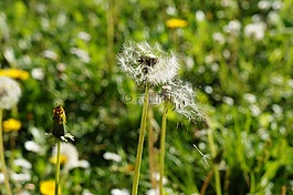蒲公英,自然,花