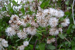 花序,植物,植物群