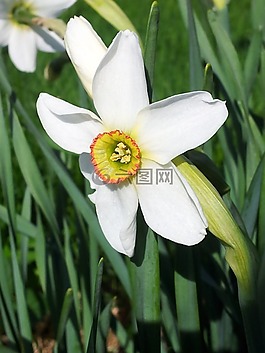水仙recurvus,春,花