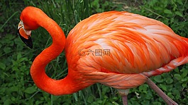 火烈鳥,鳥,粉紅色