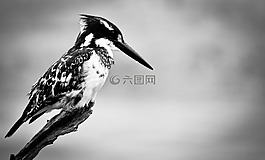 翠鳥,鳥,自然