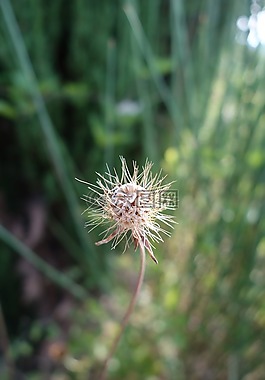 花卉,zaadbol,性質(zhì)