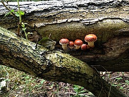 蘑菇,日志,林地