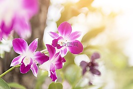 蘭花,花,紫色