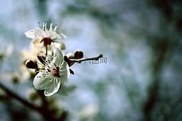 鮮花,春,春天的花朵