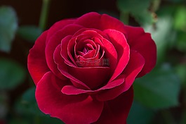 花,玫瑰,紅色