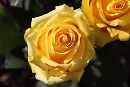 玫瑰,黃色,開(kāi)花