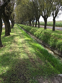 但,树,allee