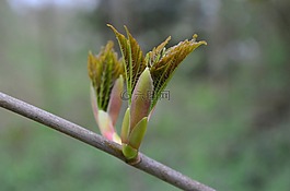芽,廠,板栗