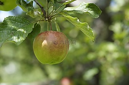 蘋果,依賴,樹