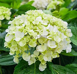 繡球,花園,廣場