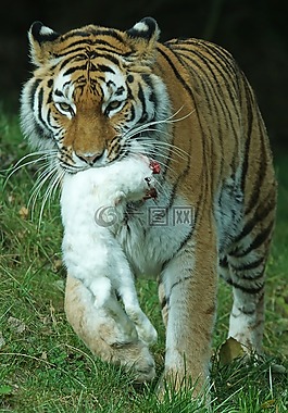 amurtiger,虎,捕食者