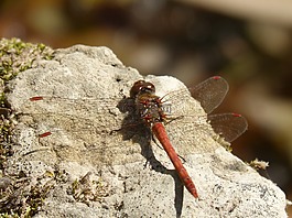 蜻蜓,紅蜻蜓,巖