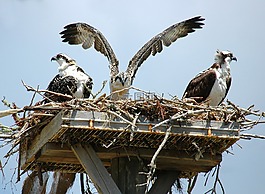 魚鷹,鷹,鳥