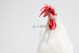 公雞,雞,動物