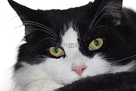 貓的眼睛,黑與白,冷靜