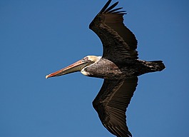 鵜,鳥,飛行