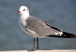 海鷗,鷗,鳥
