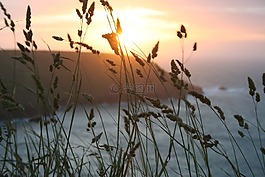 日落,小麥,夏天