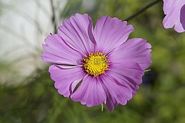 錦葵,紫,開(kāi)花
