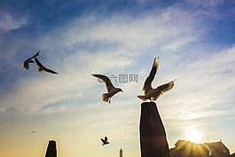 海鷗,威尼斯,樁