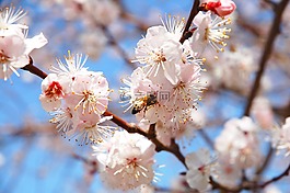 春天,鮮花,梅花