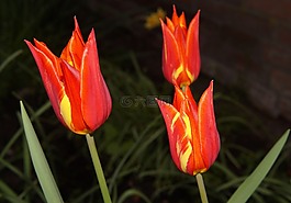 郁金香,百合科,鲜花